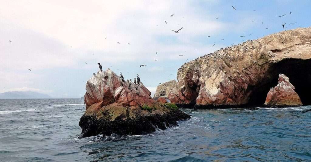 Las Islas Ballestas, las pequeñas Galápagos peruanas 6 Colonias de pájaros en las Islas Ballestas
