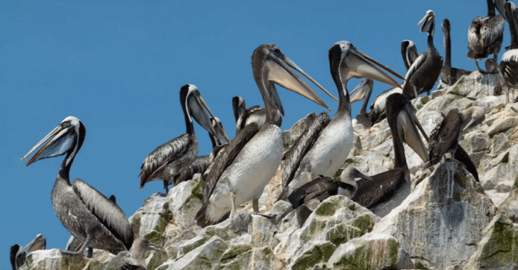 Las Islas Ballestas, las pequeñas Galápagos peruanas 5 Pelícanos peruanos en las islas Ballestas