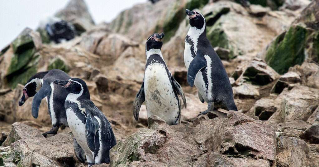 Las Islas Ballestas, las pequeñas Galápagos peruanas 4 Pingüinos de Humboldt en las islas Ballestas