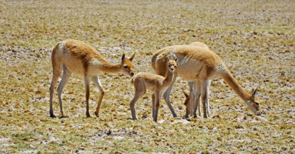Las vicuñas, uno de los clásicos de la fauna peruana