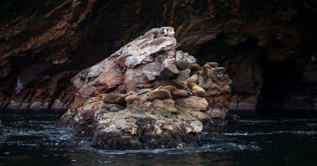 Grupo de lobos marinos sudamericanos en las Islas Ballestas
