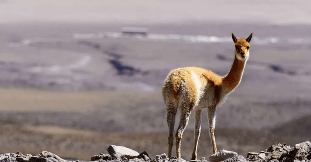 Vicuña en la puna peruana
