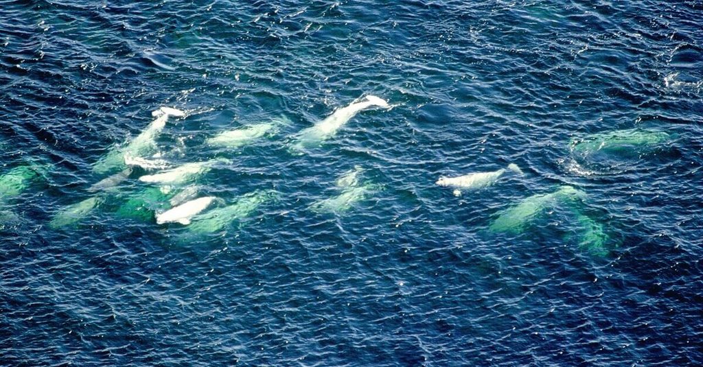 Avistamiento de belugas en Churchill