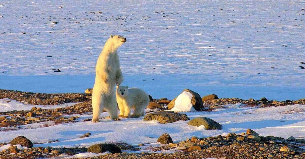 Osos polares en Churchill