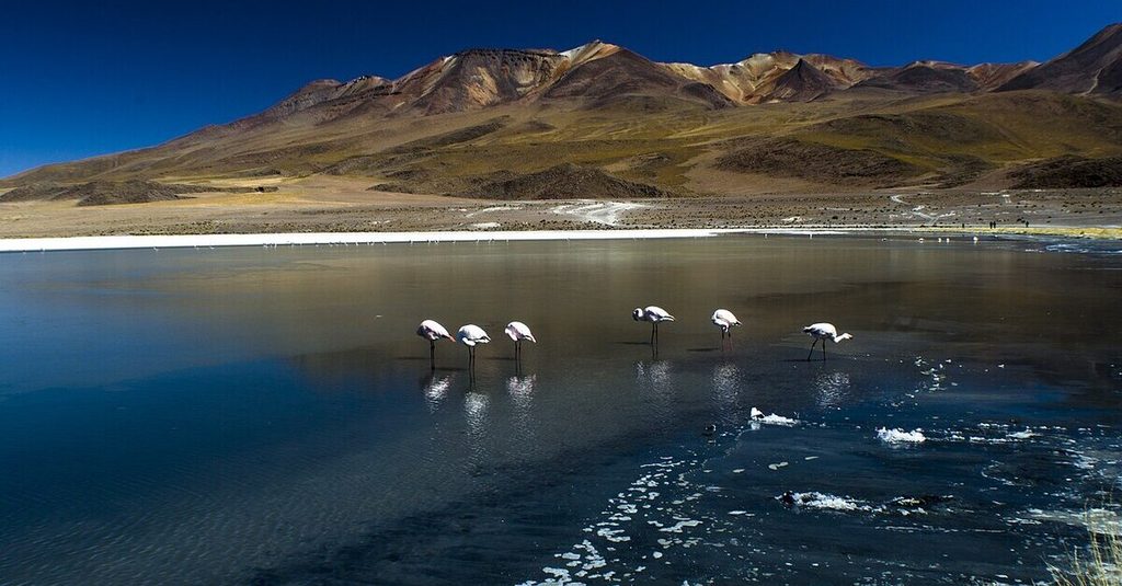 Flamencos en la Reserva Nacional de Fauna Andina Eduardo Avaroa