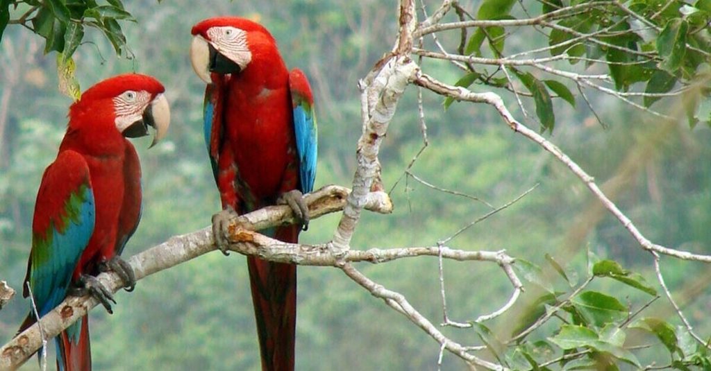 Guacamayos rojos de Madidi