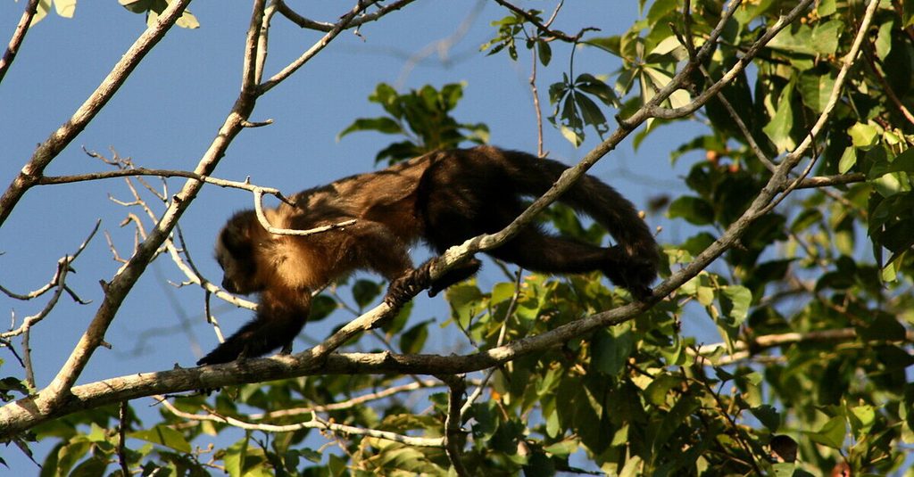 Un mono araña en Madidi